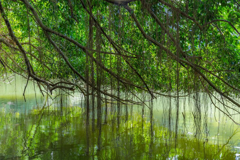 Singapore Botanic Gardens